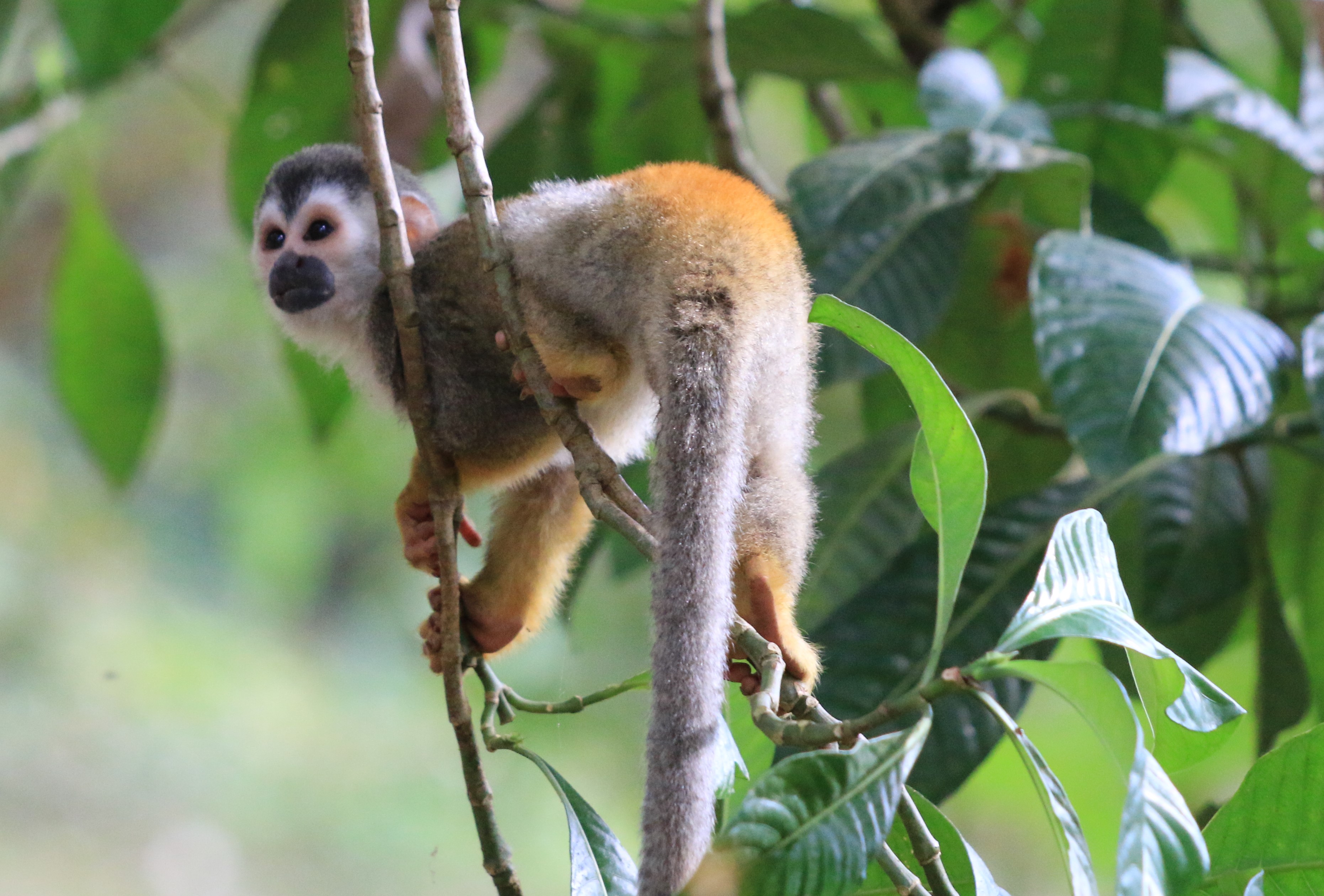Costa Rica
